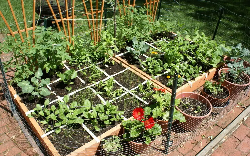Beginner’s Guide to Gardening – Tips and Tricks For a Successful Harvest